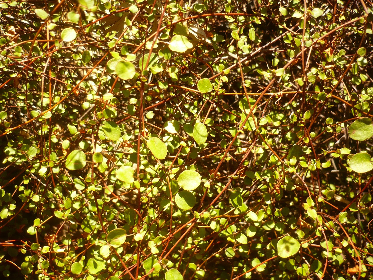 Muehlenbeckia complexa (Polygonaceae)
